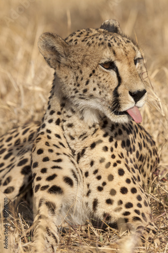Gepard (Acinonyx jubatus)
