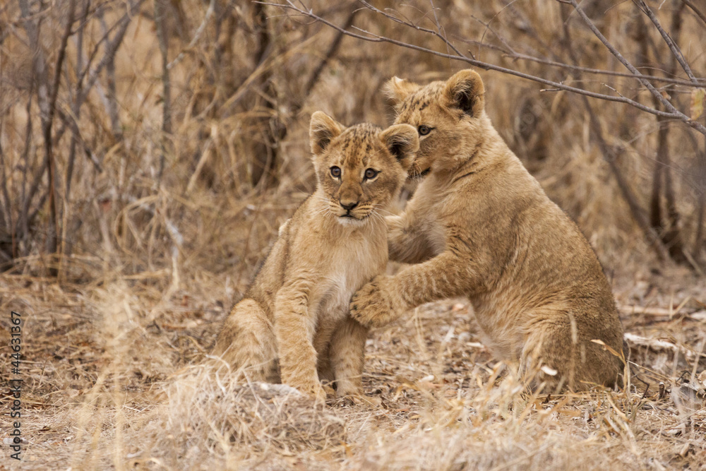 Junge Löwen (Panthera leo) Junge Löwen (Panthera leo)