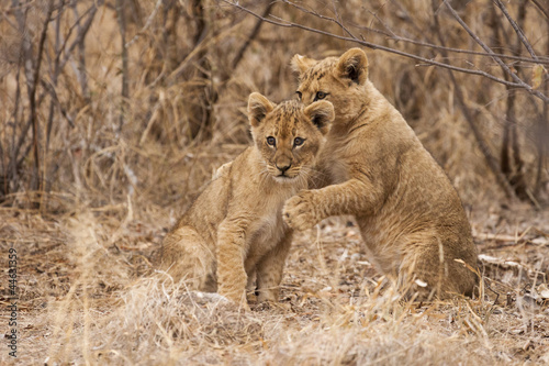 Junge Löwen (Panthera leo)