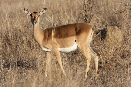  Impala (Aepyceros melampus) photo