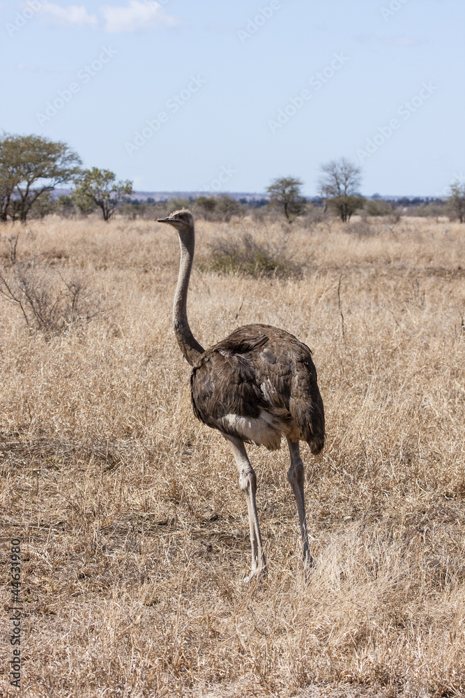 Fototapeta premium Afrikanischer Strauß (Struthio camelus)