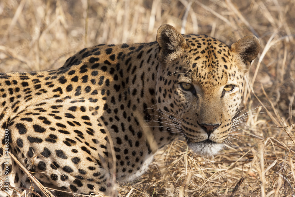 Fototapeta premium Leopard (Panthera pardus) im Porträt