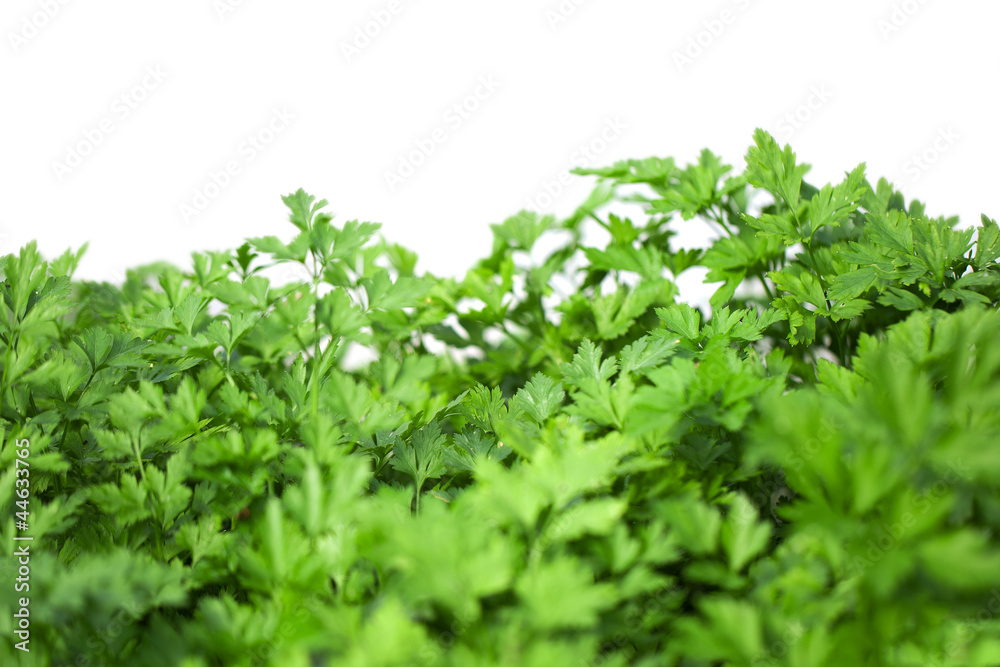 Parsley.