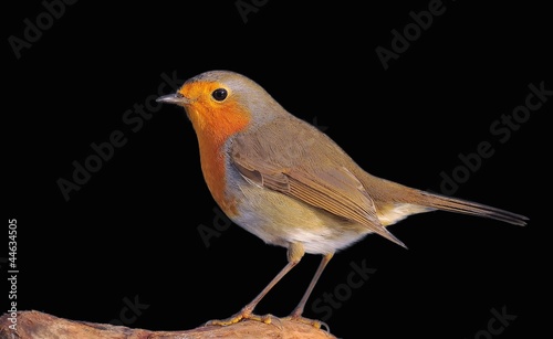 Robin. © StockPhotoAstur