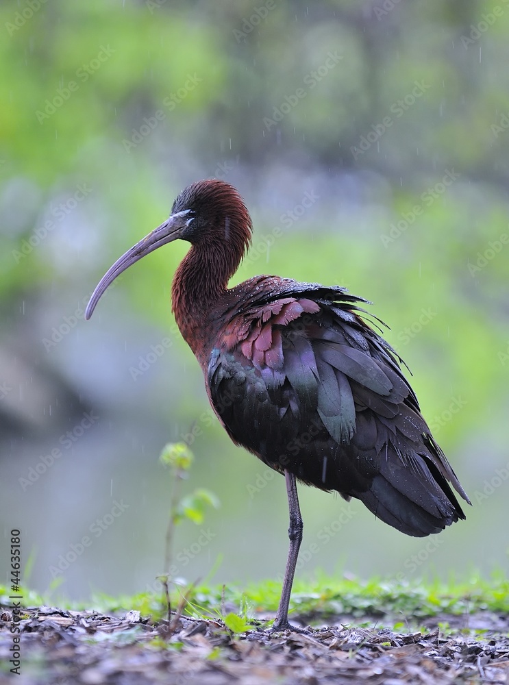 Naklejka premium Glossy ibis.