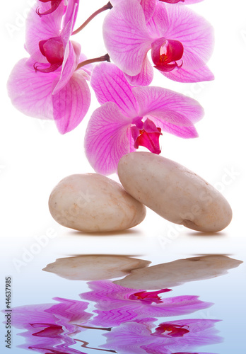 Massage Stones with Orchid