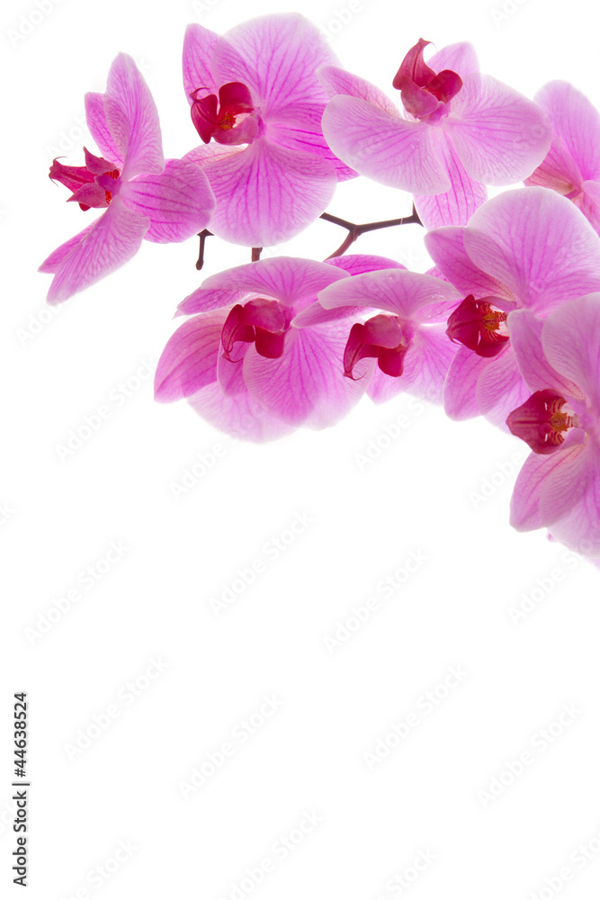 Blühender Orchidee Blühender Orchidee