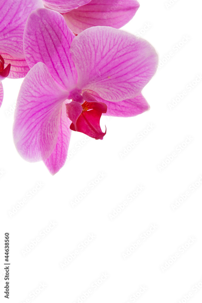 Blühender Orchidee Blühender Orchidee