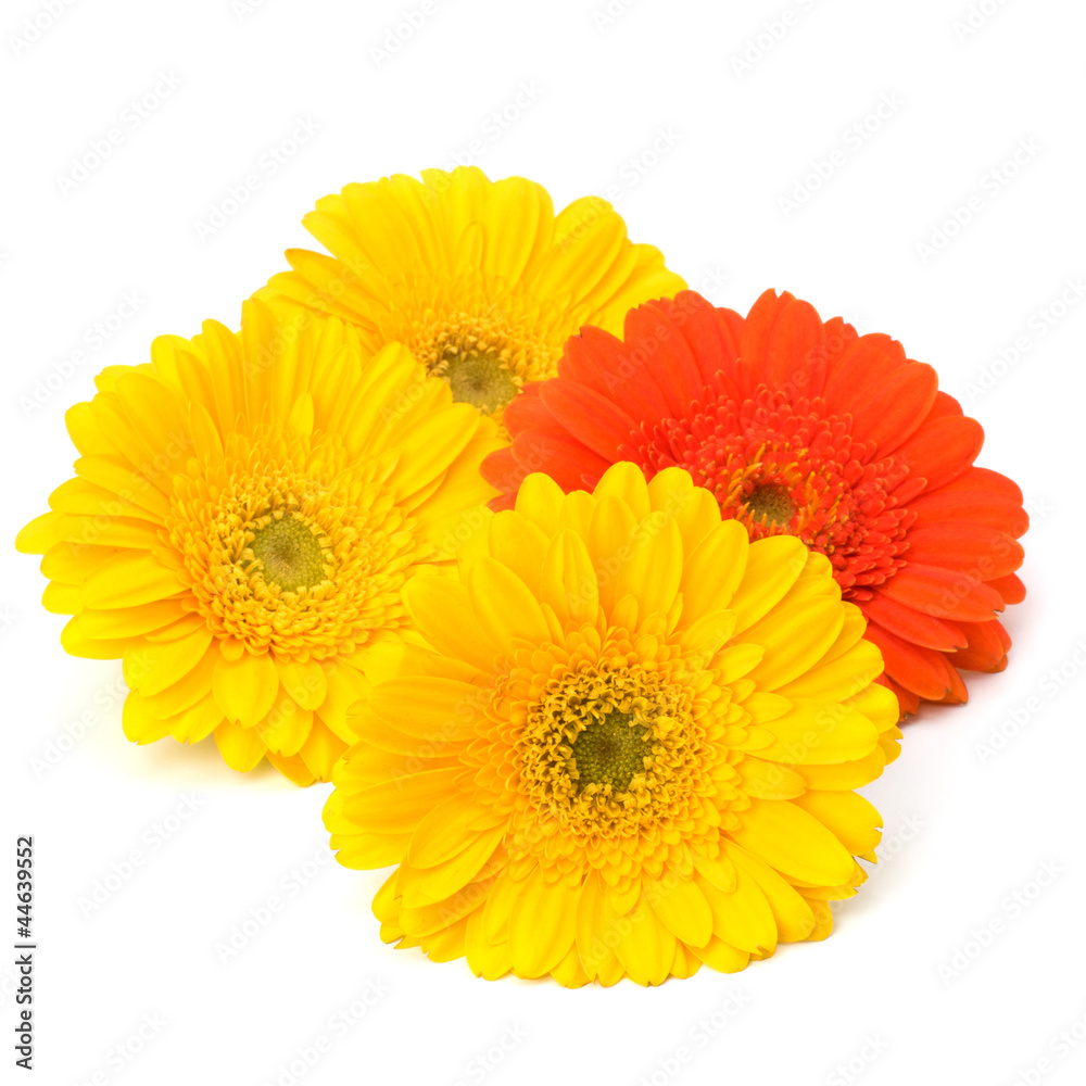 Beautiful daisy gerbera flowers