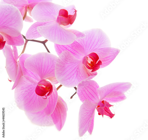 blooming orchid 