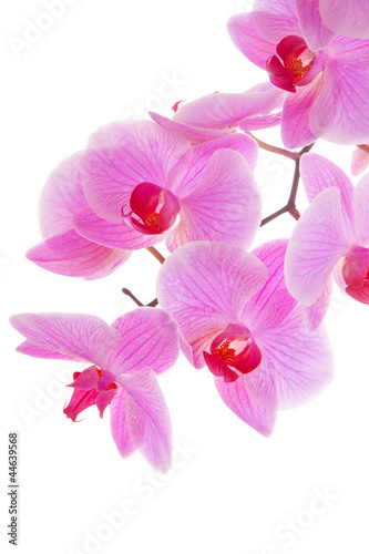 Bl  hender Orchidee