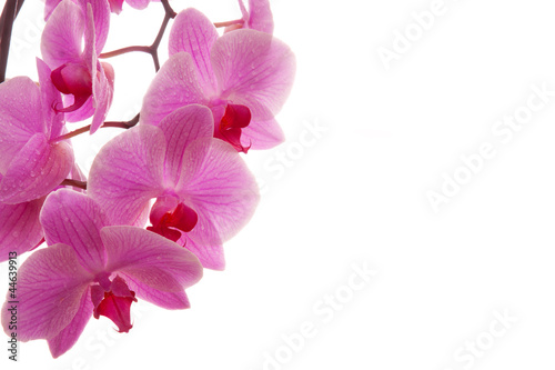 blooming orchid 