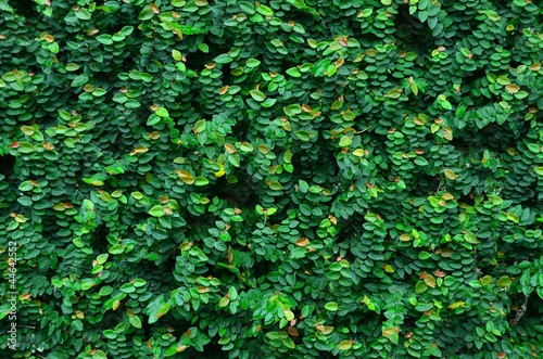Wall of Ivy