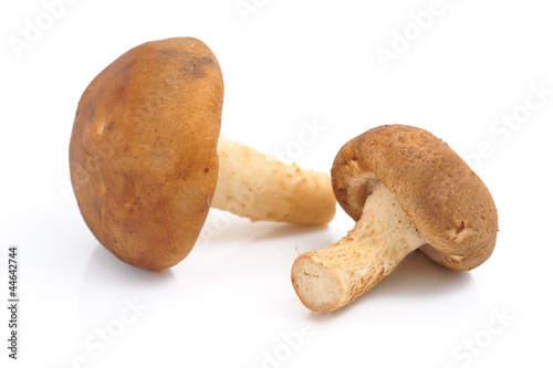 Mushroom isolated on white