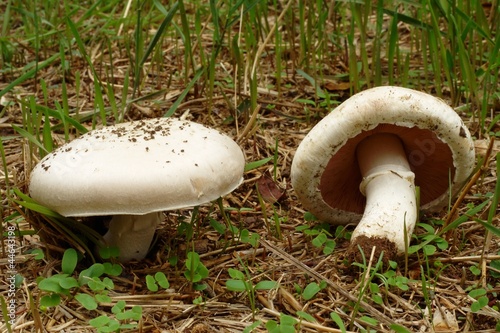 Field Mushroom - Agaricus campestris