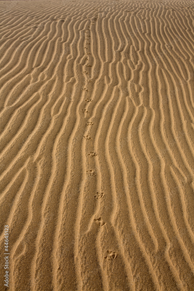 Desert dunes in Maspalomas Gran Canaria Desert dunes in Maspalomas Gran Canaria