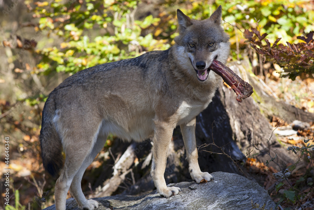 Obraz premium Wolf mit Beute