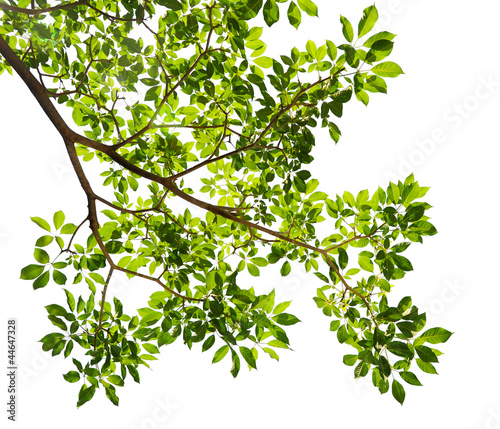 Green leaves on white background 