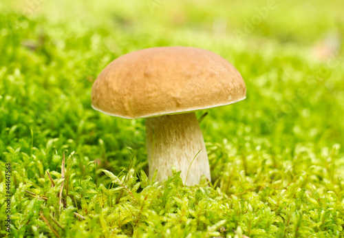 Mushroom ( Boletus edulis)