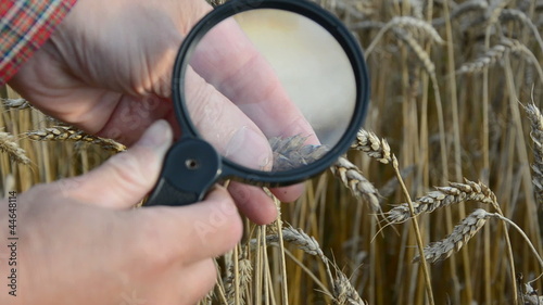 agronomist with handglass looking wheat  ears photo