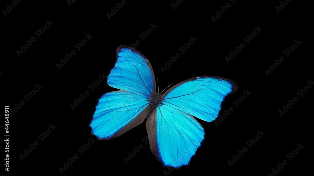 Papillon Bleu