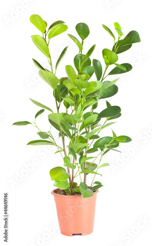 Ficus in the brown pot