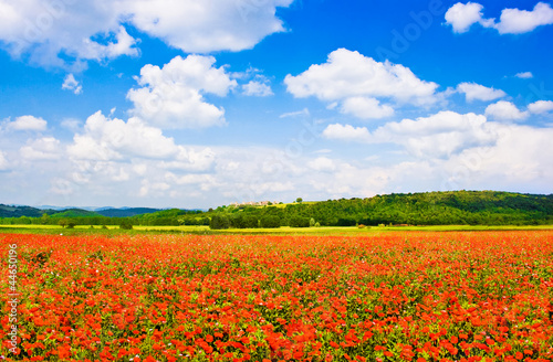 Red poppy field with blue sky in Tuscany, Italy