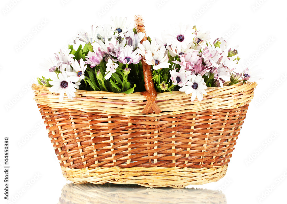 bouquet of beautiful summer flowers in basket, isolated on bouquet of beautiful summer flowers in basket, isolated on