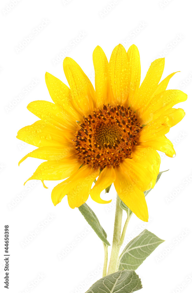 Naklejka premium beautiful sunflower, isolated on white