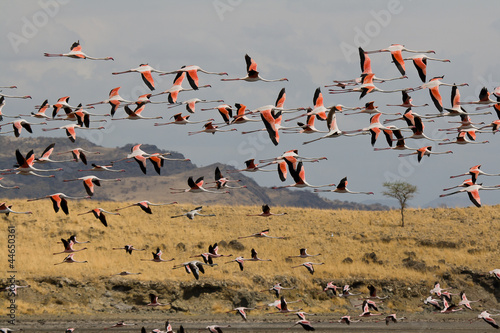 Flamingos am Lake Natron #44650361
