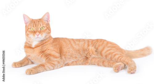 Isolated red cat