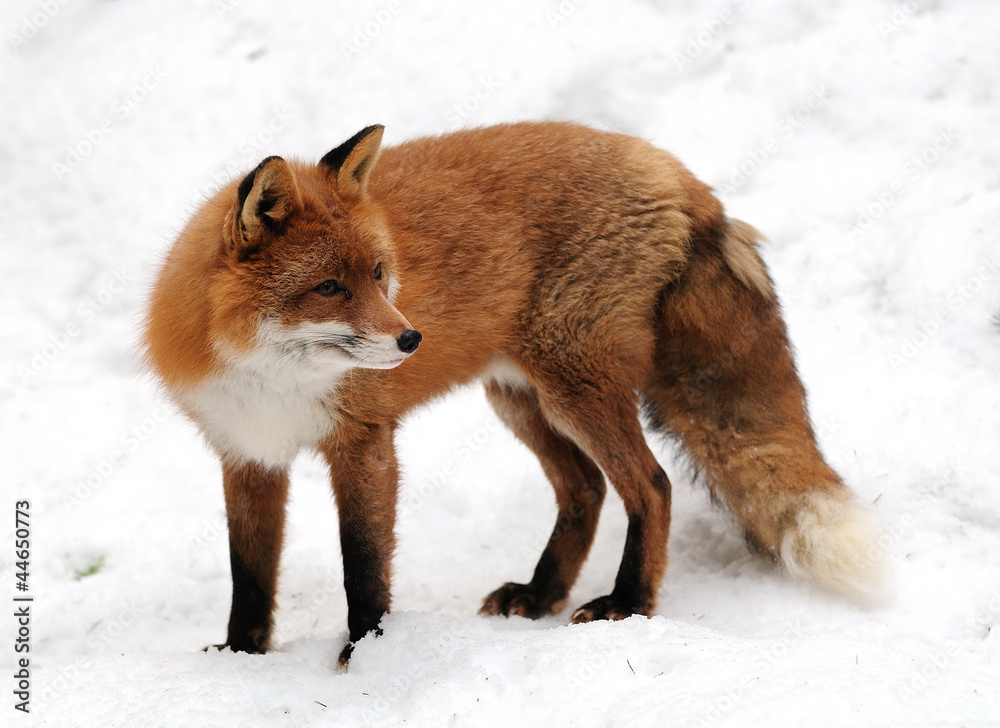 Obraz premium Rotfuchs,Winter