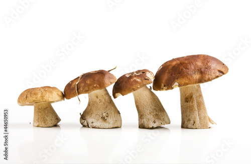 Edible mushrooms. Boletus edulis.