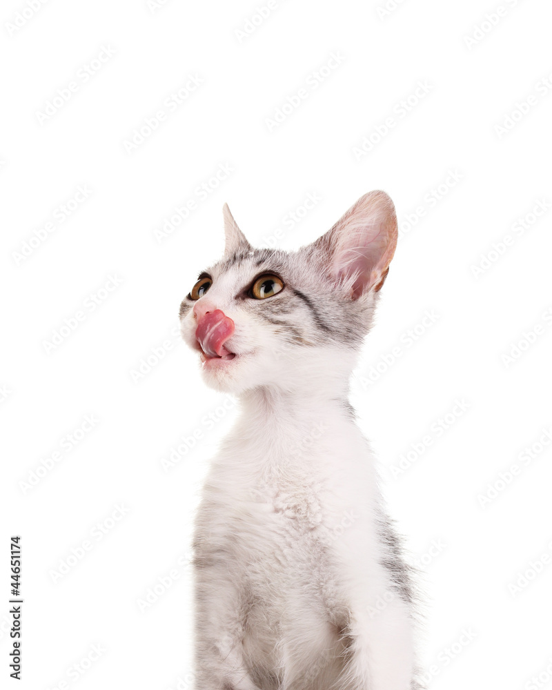 Small gray kittens isolated on white