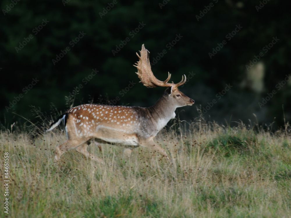 Damwild, Brunft Damwild, Brunft