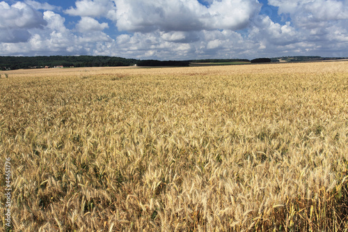 wheat fields under the sun in the summer before harvest