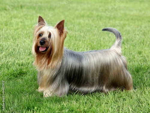Fotografie Australian Silky Terrier on the green grass lawn