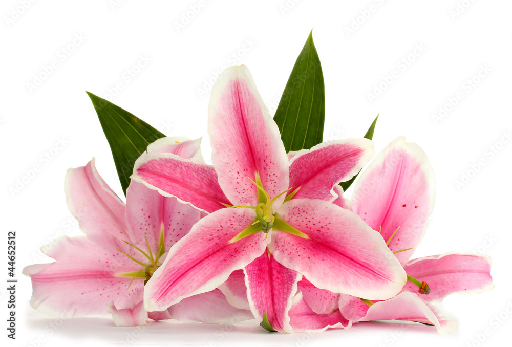 beautiful pink lily, isolated on white beautiful pink lily, isolated on white