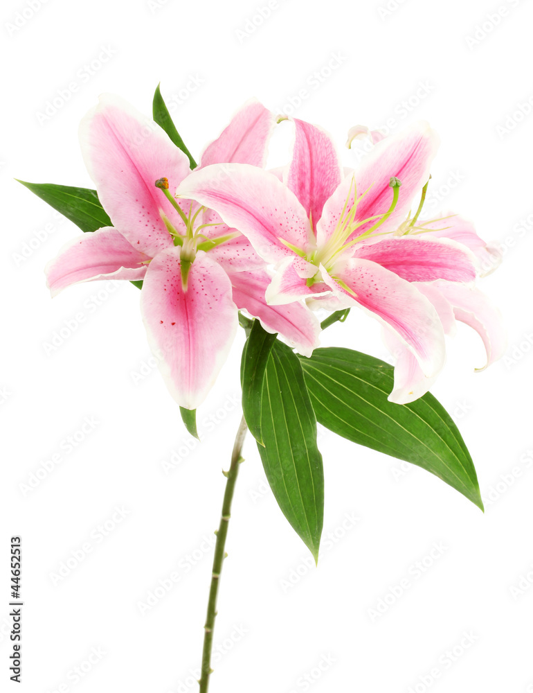 beautiful pink lily, isolated on white beautiful pink lily, isolated on white