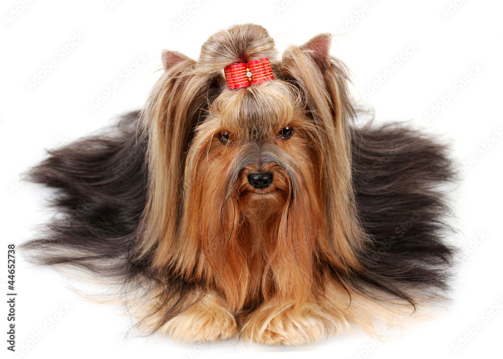 Beautiful yorkshire terrier isolated on white Beautiful yorkshire terrier isolated on white