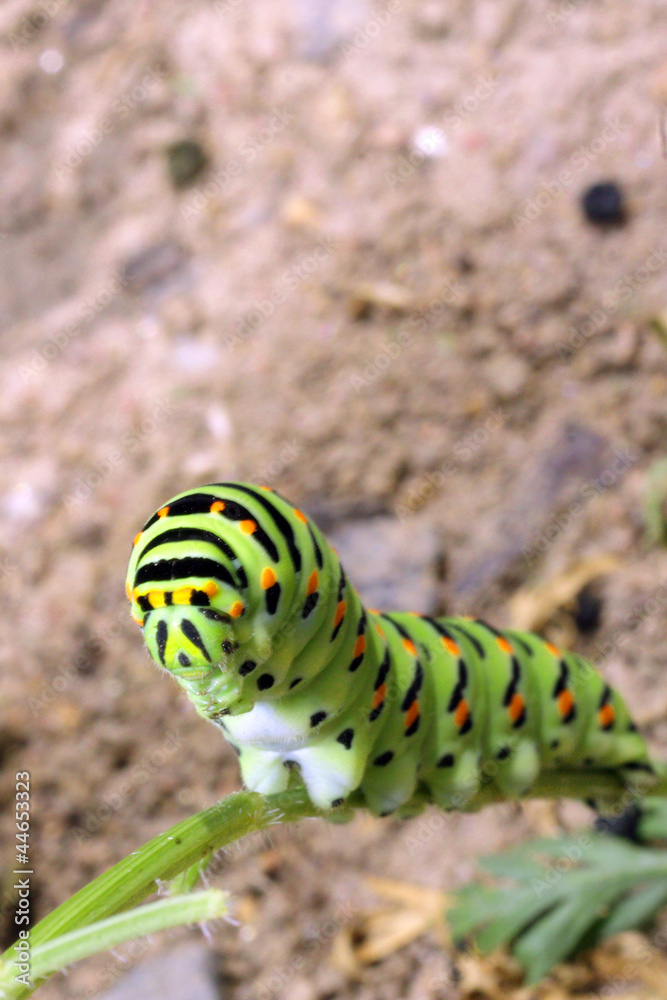 Naklejka premium Green caterpillar on stem carrots - Papilio machaon