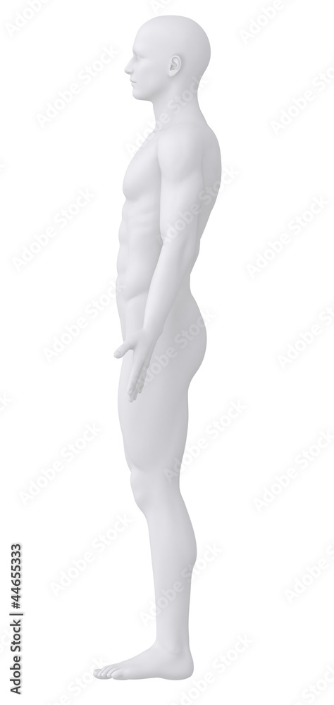 White male isolated in anatomical position lateral view White male isolated in anatomical position lateral view