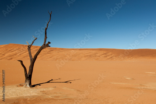 Withered tree in the desert