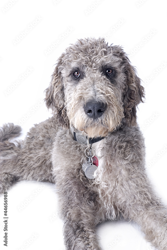 Great Doodle on White Background Great Doodle on White Background