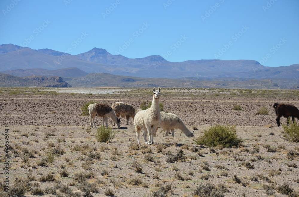 lamas of bolivia