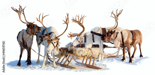 Reindeers in harness © Vladimir Melnikov
