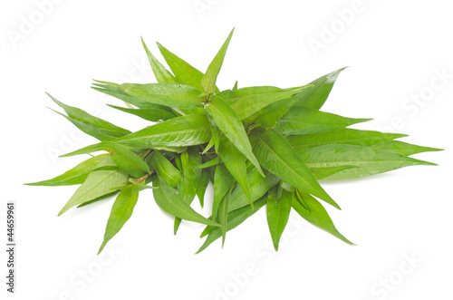 Vietnamese mint  isolated on white background