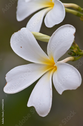 Branch of tropical flowers frangipani  plumeria  