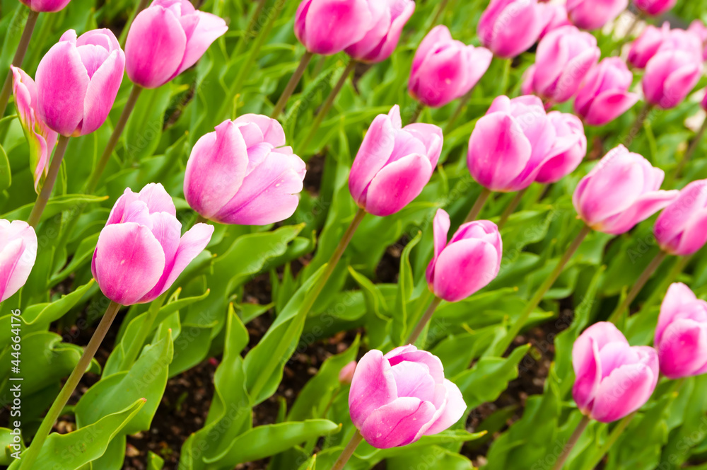 beautiful tulips field in spring time beautiful tulips field in spring time