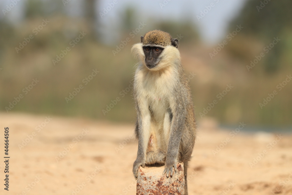 Small Monkey